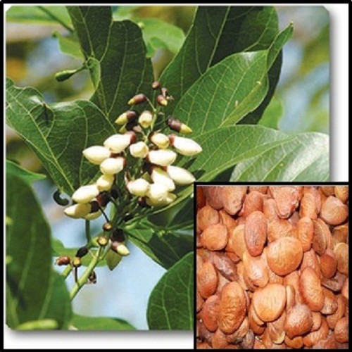 Karanj tree seeds ( millettia pinnata )